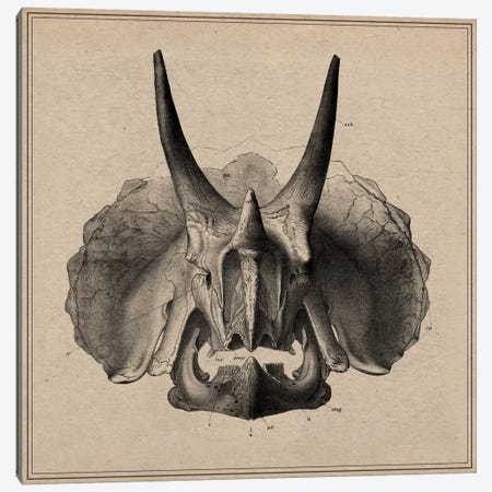 Triceratops Skull Anatomy Canvas Print #13988} by Unknown Artist Art Print