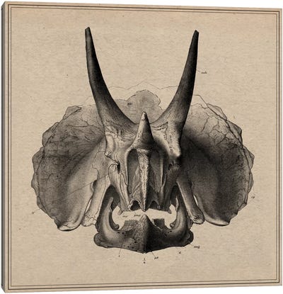 Triceratops Skull Anatomy Canvas Art Print - Dinosaur Art