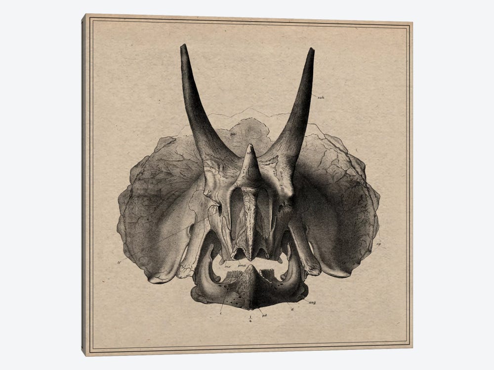 Triceratops Skull Anatomy by Unknown Artist 1-piece Canvas Artwork