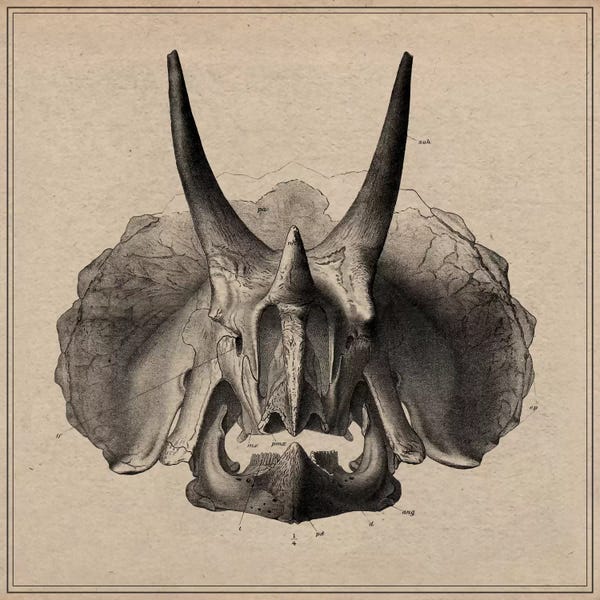 Prehistoric Animals: Triceratops Skull Anatomy by Unknown Artist