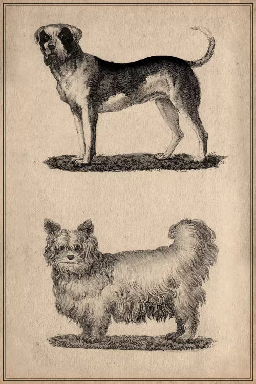 Vintage French Dogs by Unknown Artist wall art