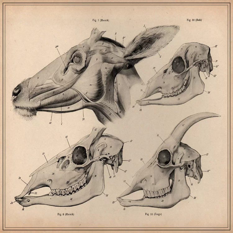 Goat Head Skeleton Anatomy