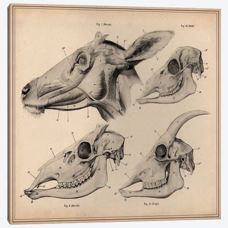 Goat Head Skeleton Anatomy Canvas Print #13994} by Unknown Artist Canvas Print