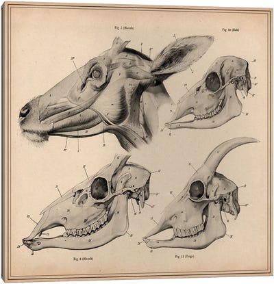 Goat Head Skeleton Anatomy Canvas Art Print - Goat Art