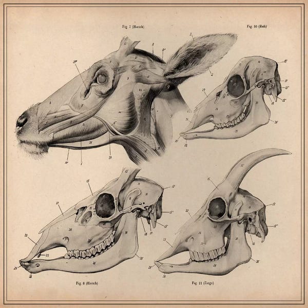 Goats: Goat Head Skeleton Anatomy by Unknown Artist