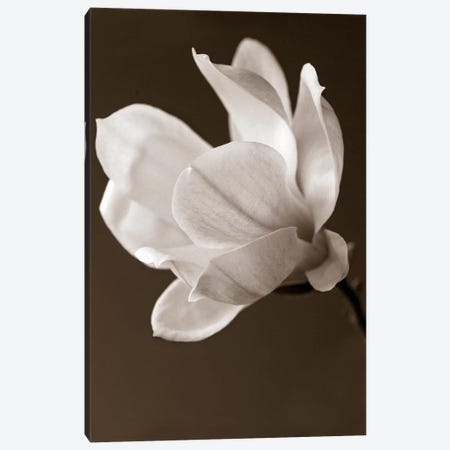 Sepia Magnolia Canvas Print #14172} by Symposium Design Art Print