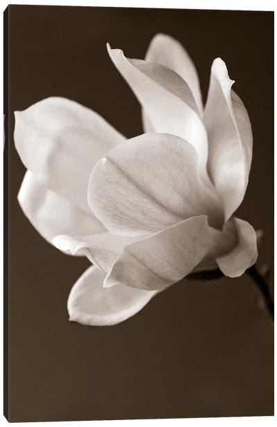 Sepia Magnolia Canvas Art Print - Neutral Suede