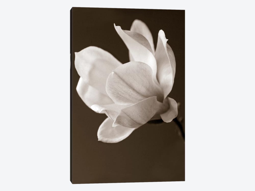 Sepia Magnolia 1-piece Canvas Art