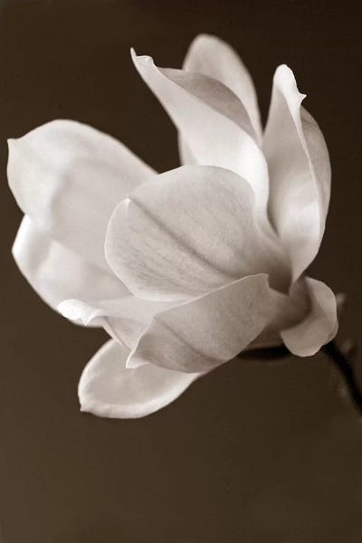 Nature Close-Ups: Sepia Magnolia by Symposium Design