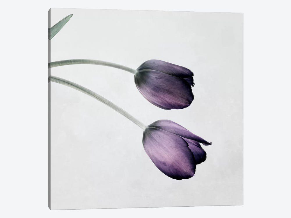 Tulip III by Symposium Design 1-piece Canvas Art Print