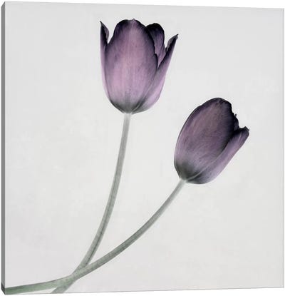 Tulip IV Canvas Art Print - Gray & Purple Art
