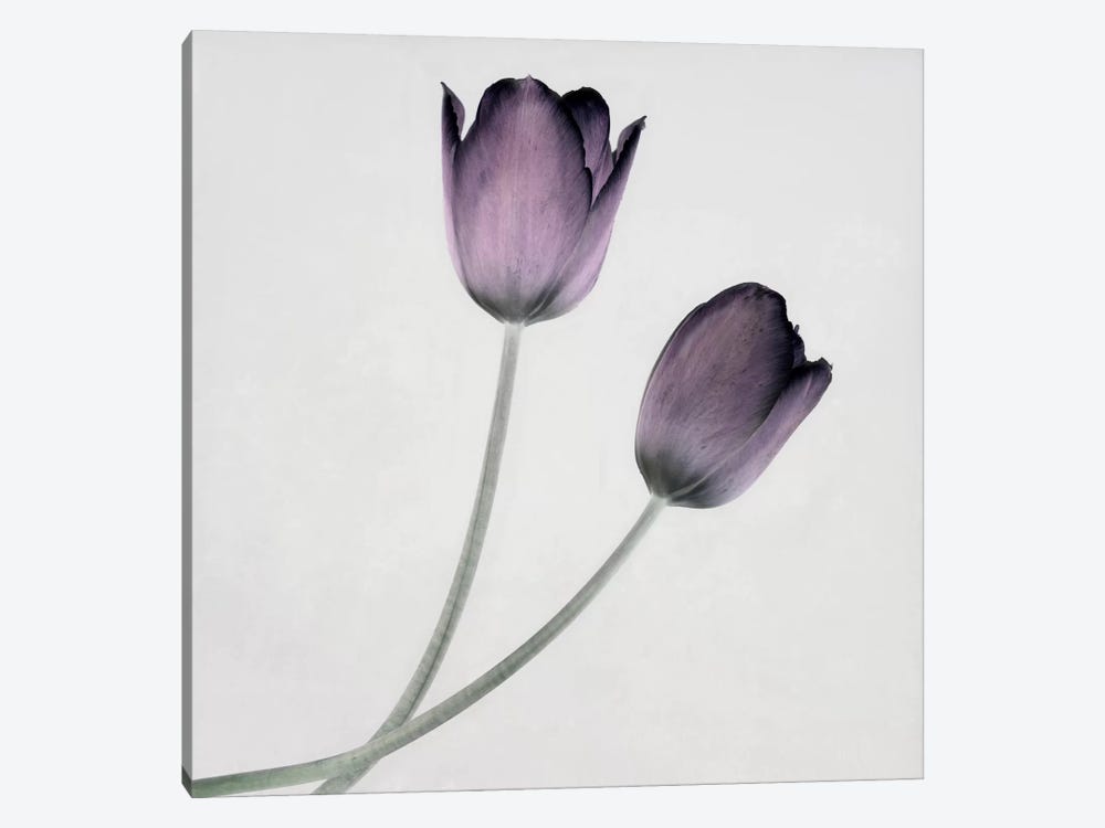 Tulip IV by Symposium Design 1-piece Canvas Artwork
