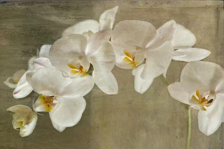 Wall Art Print, Purple and white orchid oil painting