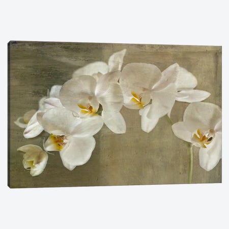 Painted Orchid Canvas Print #14193} by Symposium Design Art Print
