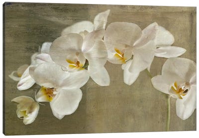 Painted Orchid Canvas Art Print - Alabaster Neutrals
