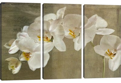 Painted Orchid Canvas Art Print - 3-Piece Floral & Botanical Art