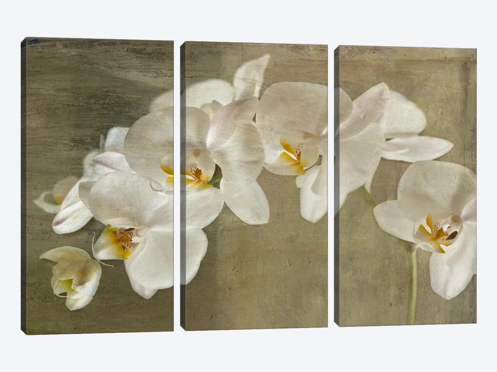 Painted Orchid 3-piece Canvas Art Print