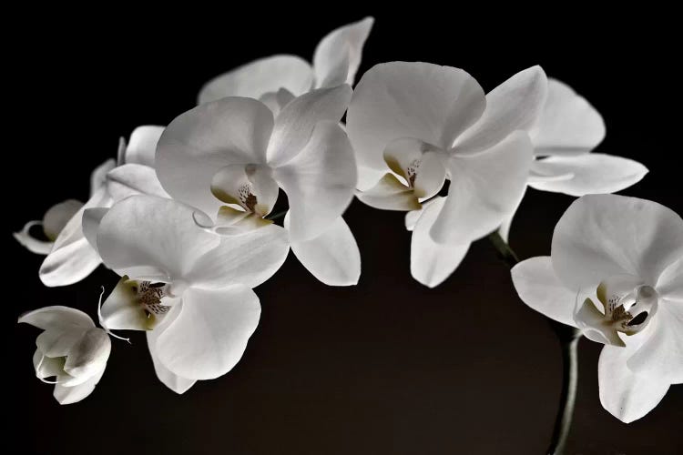 Orchids