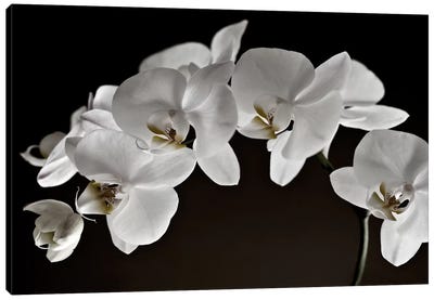 Orchids Canvas Art Print - Floral Close-Up Art