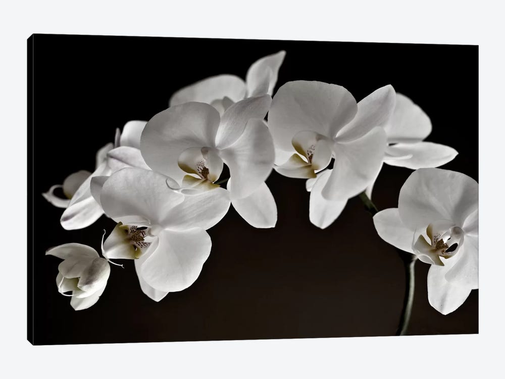 Orchids by Symposium Design 1-piece Canvas Artwork