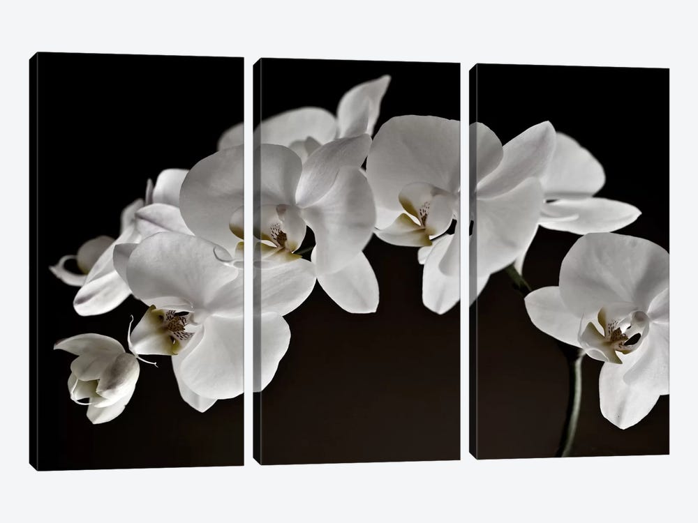 Orchids by Symposium Design 3-piece Canvas Artwork