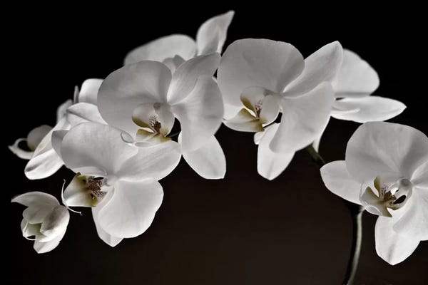 Floral Close-Ups