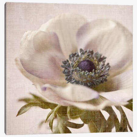 Linen Flower I Canvas Print #14202} by Symposium Design Art Print