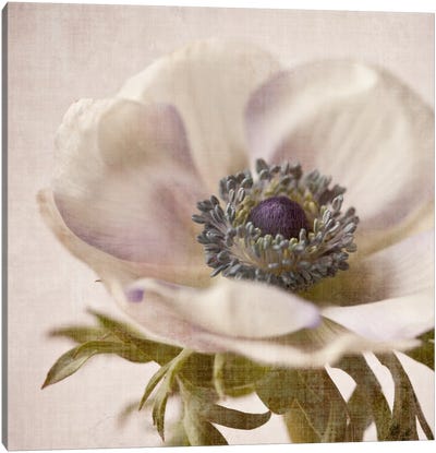 Linen Flower I Canvas Art Print - Floral Close-Up Art
