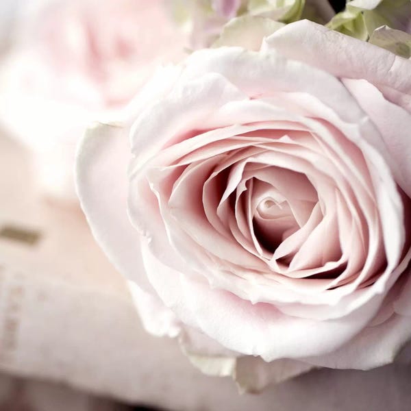 Still Life Photography: Vintage Photo Floral II by Symposium Design