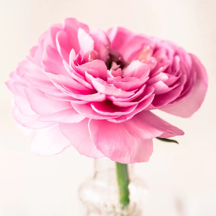 Ranuncula Pink II by Symposium Design wall art