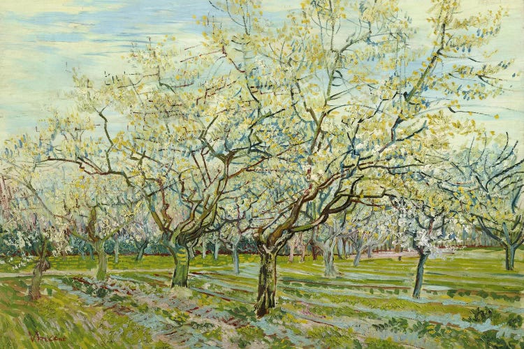 The White Orchard