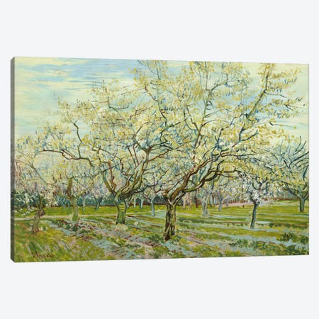 The White Orchard Canvas Print #14254} by Vincent van Gogh Canvas Art Print
