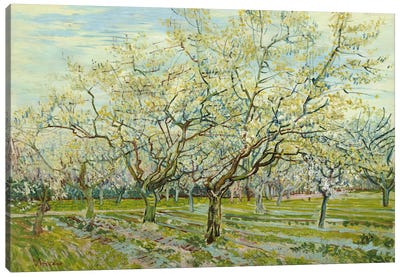 The White Orchard Canvas Art Print - Post-Impressionism Art
