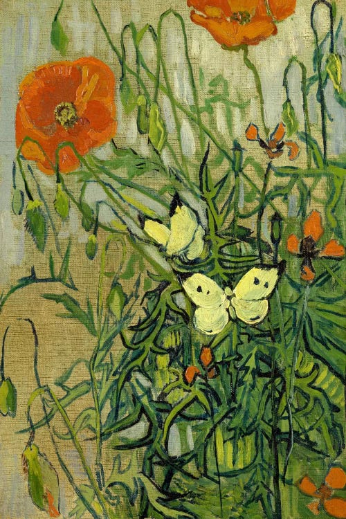 Butterflies and Poppies