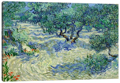 Olive Orchard Canvas Art Print - Best Selling Paper