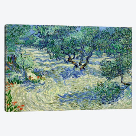 Olive Orchard Canvas Print #14369} by Vincent van Gogh Canvas Wall Art