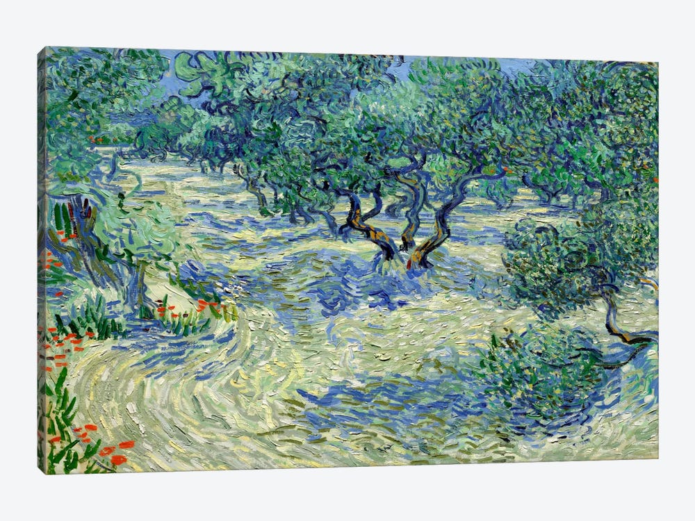 Olive Orchard by Vincent van Gogh 1-piece Canvas Art Print