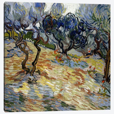 Olive Trees Canvas Print #14371} by Vincent van Gogh Canvas Print