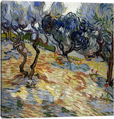 Olive Trees Canvas Art Print - Post-Impressionism Art