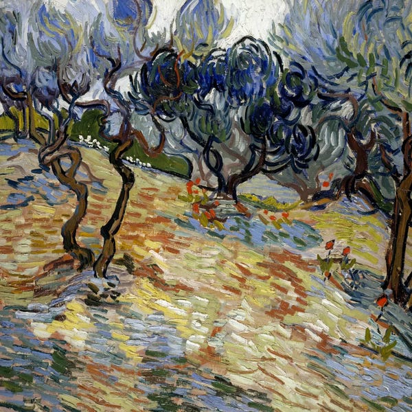 Olive Trees