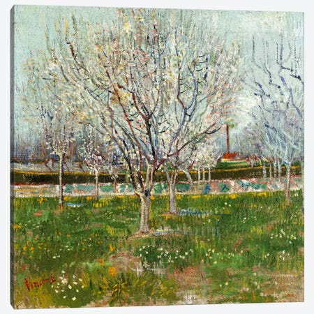 Orchard in Blossom (Plum Trees) Canvas Print #14372} by Vincent van Gogh Canvas Art Print