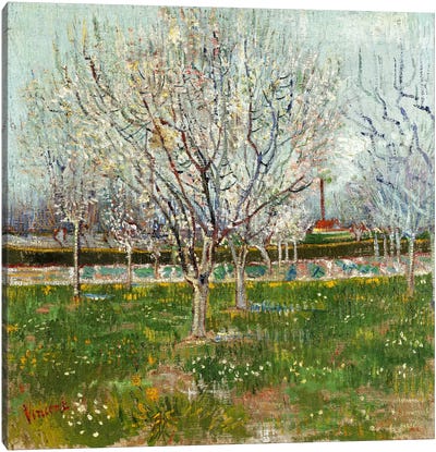 Orchard in Blossom (Plum Trees) Canvas Art Print - Post-Impressionism Art