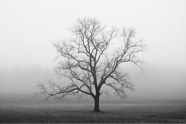 Nicholas Bell Photography