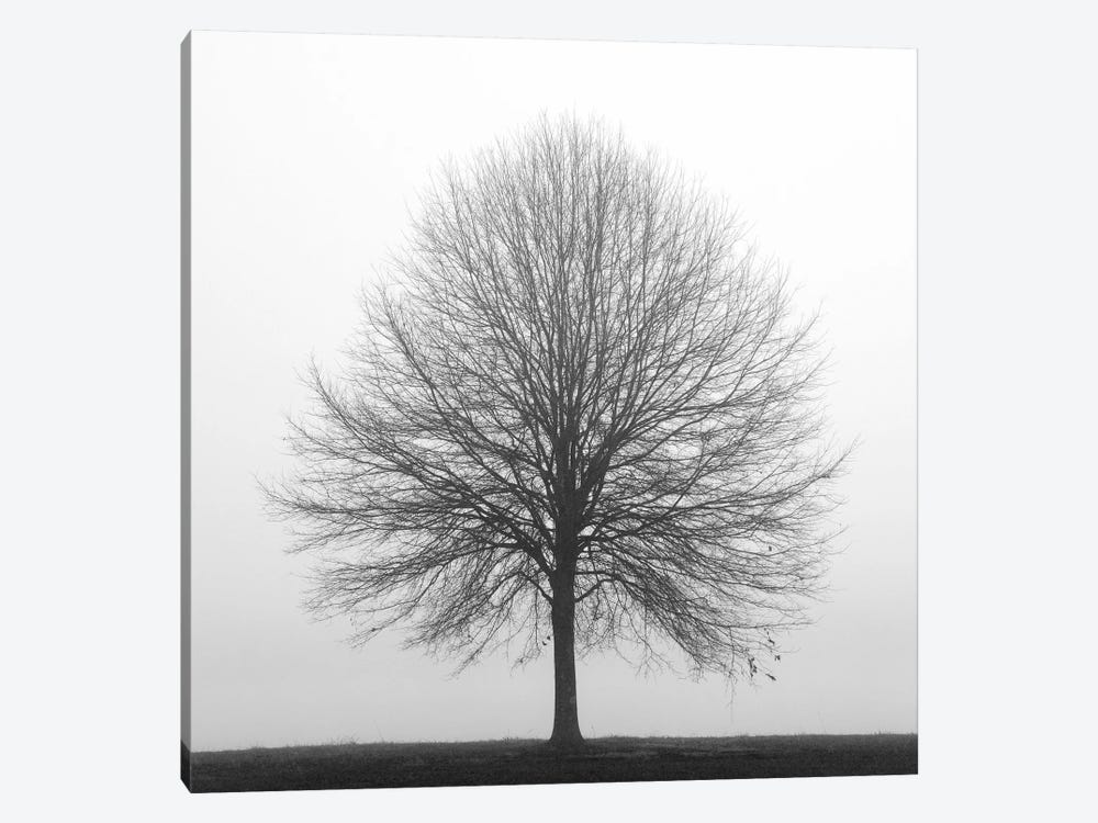 Winter Trio I by Nicholas Bell Photography 1-piece Canvas Wall Art