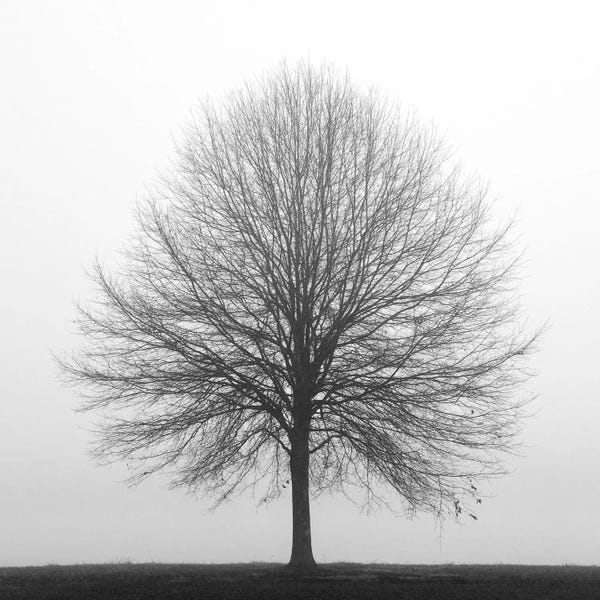 Nature Close-Ups: Winter Trio I by Nicholas Bell Photography
