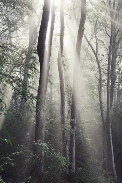 Tree Close-Ups: Woodland Sun by Nicholas Bell Photography