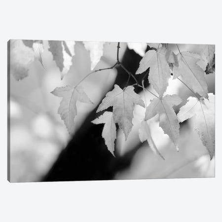 Leaves and Light Canvas Print #14669} by Nicholas Bell Photography Art Print