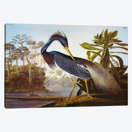 Louisiana Heron From "Birds of America" Canvas Print #1468} by John James Audubon Canvas Wall Art