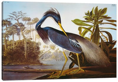 Louisiana Heron From "Birds of America" Canvas Art Print - Traditional Living Room Art