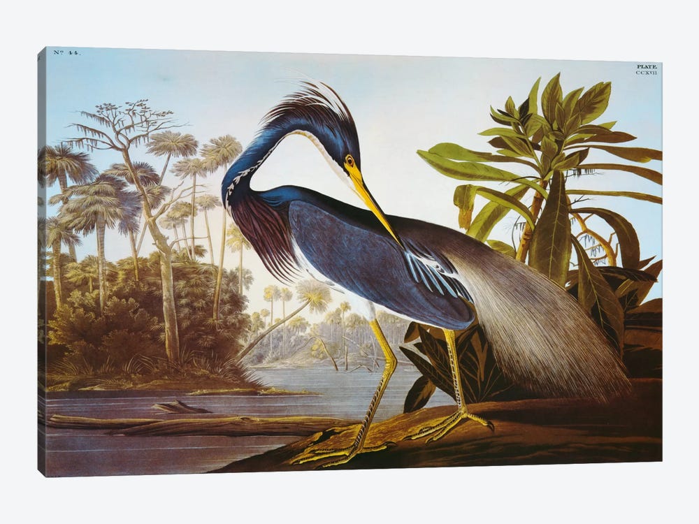 Louisiana Heron From "Birds of America" by John James Audubon 1-piece Canvas Art Print